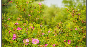 Живописные берега Оки