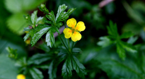 Калган (Цветы Владимирского края)