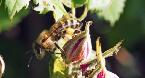 Ковровский район, окрестности озера Переханово