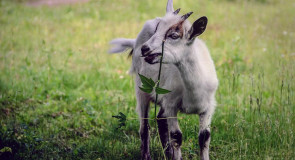 Козлик на селивановском лугу