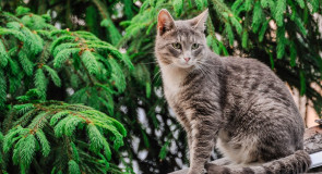Кот владимирский, садовый