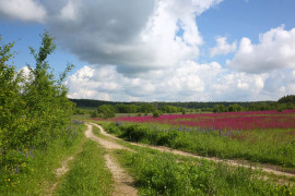 Краски лета. Деревня Медынцево, Ковровского района