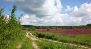 Краски лета. Деревня Медынцево, Ковровского района
