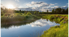 Ласточки-береговушки в Киржаче