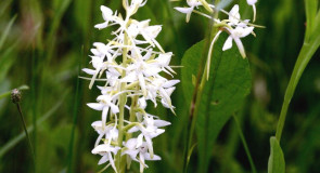 Ночная фиалка во Владимирской области