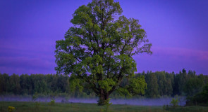 Ночь туманом наползала на Тюрмеровку