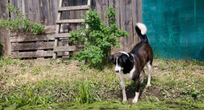 Пёс по кличке Рэкс в Курлово