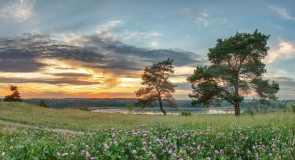 Сосны на закате (Каринское озеро в Александрове)