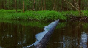 Теренино, Селивановский район