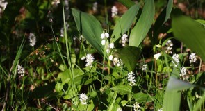 Цветы ковровского леса. Майник двулистный