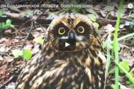 Птицы Владимирской области: Болотная сова