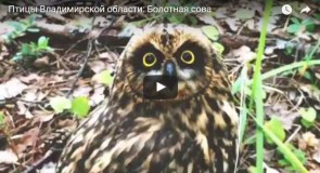 Птицы Владимирской области: Болотная сова