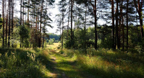 Воскресное утро в летнем Ковровском лесу