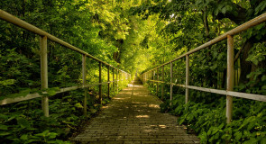 Зелёное лето тенистых аллей