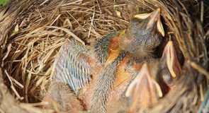 Наша фауна: Дрозд рябинник кормит своих птенцов