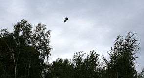 27 августа Михей-Тиховей