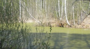 Близ Александрова (снято в одном месте в разное время года)
