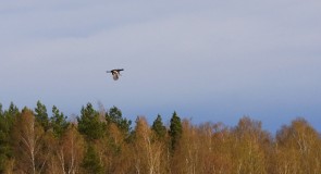 Владимирская область: Весенние мотивы 2015