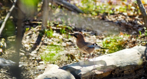 Весна во Владимирских парках