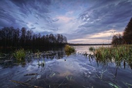 Владимирская область. Весна. Лягушки.