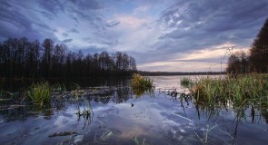 Владимирская область. Весна. Лягушки.