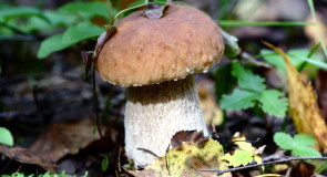 Грибные выходные в ковровских лесах (Август 2016)