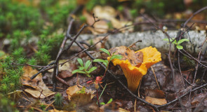 Грибочки в августе