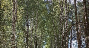 За грибами в августе