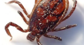 Клещи во Владимирской области