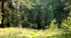 1 августа по «Народному календарю» — Макрида