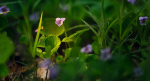 Меленковский лес