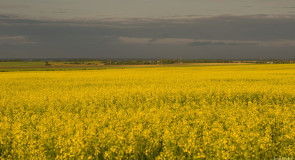 Под Владимиром есть свое желтое море