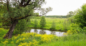 Вербовский, лето на Илевне