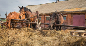 Красивые и грациозные кони, с. Раменье