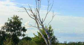 Река Уводь, Ковровский район