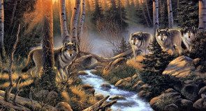 Стая волков. Случай в Юрьев-Польском районе