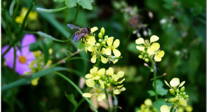 Флора Селивановского района