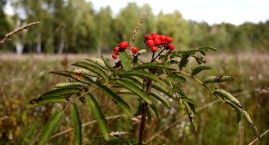 23 сентября — Рябинники