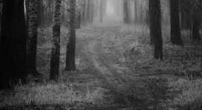 Боголюбовский луг, тополевая роща