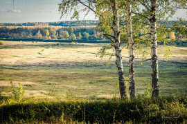 Владимирская область. Золотая осень и русская березка