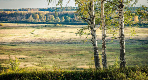 Владимирская область. Золотая осень и русская березка