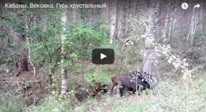 Дикие кабаны в Гусь-Хрустальном районе