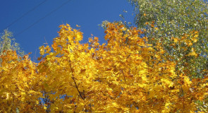 Золотая осень в Вязниках