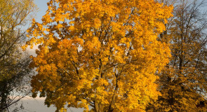 Золотая осень в Меленках