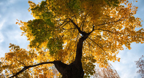 Золотые наряды середины октября