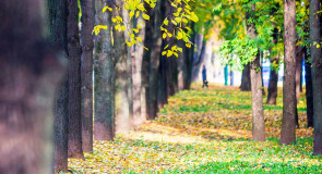 Листья желтые над городом кружатся