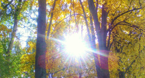 Осеннее солнце так ласково светит…