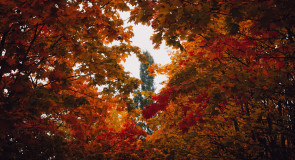 Осенние пейзажи Владимира от Сергея Кравцова