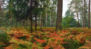 «Осенний ковер из папоротников». Вязниковский район
