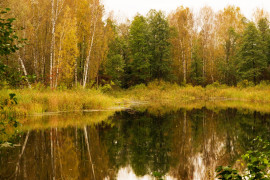 Осенний пейзаж на р. Суворощь, Гороховецкий р-н